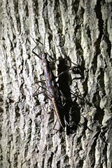 Anisomorpha ferruginea