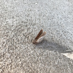 Lepidoptera
