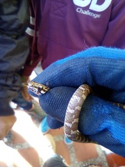 Mastigodryas danieli