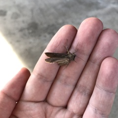 Lepidoptera