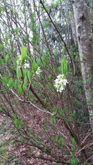 Oemleria cerasiformis