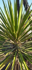 Yucca periculosa