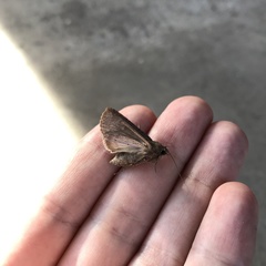 Lepidoptera