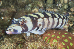 Parapercis tetracantha