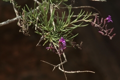 Campylanthus salsoloides