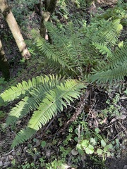 Polystichum californicum × munitum