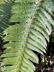 Polystichum californicum × munitum