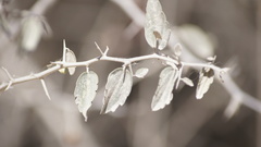 Anisacanthus thurberi