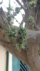 Tillandsia recurvata