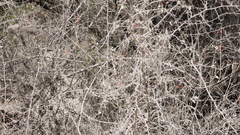 Anisacanthus thurberi