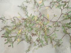 Cakile edentula edentula