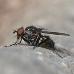 Diptera
