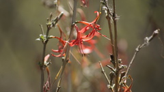 Anisacanthus pumilus