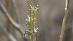 Anisacanthus pumilus
