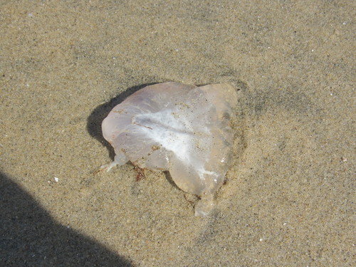 photo of Purple-striped Sea Nettle (Chrysaora colorata)