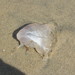 photo of Purple-striped Sea Nettle (Chrysaora colorata)