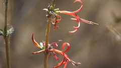 Anisacanthus pumilus