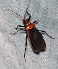 Rhiginia cinctiventris