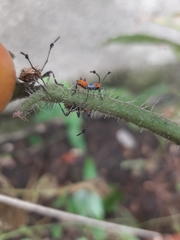 Leptoglossus gonagra