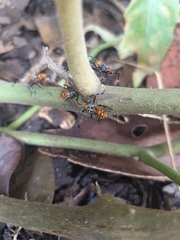 Leptoglossus gonagra