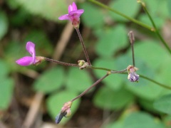 Lespedeza frutescens