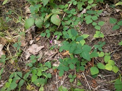 Lespedeza frutescens
