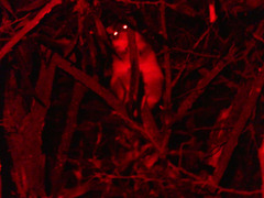 Pseudocheirus peregrinus