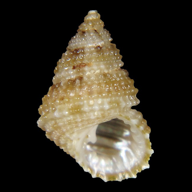 Clypeostoma