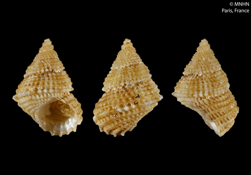 Clypeostoma adelon