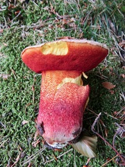 Rubroboletus rhodoxanthus