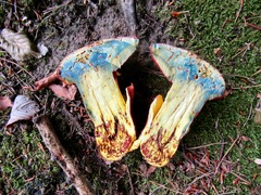 Rubroboletus rhodoxanthus
