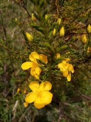 Hypericum laricifolium