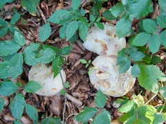 Rubroboletus rhodoxanthus