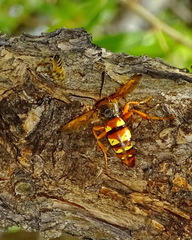 Sphecius convallis