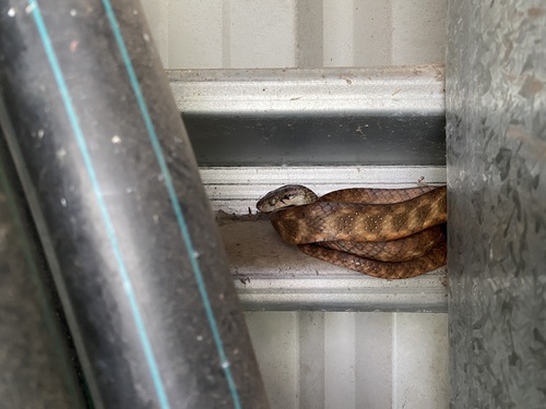 Brown Tree Snake sighting