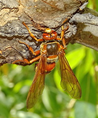 Sphecius convallis