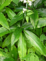 Pollia japonica