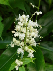 Pollia japonica