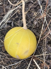 Cucurbita digitata