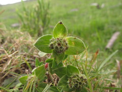 Richardia humistrata