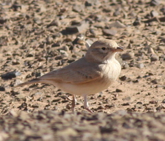 Ammomanes cinctura