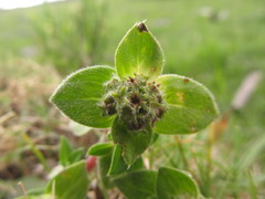 Richardia humistrata