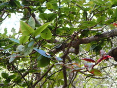 Metrosideros parkinsonii