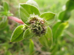 Richardia humistrata