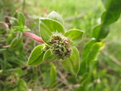 Richardia humistrata