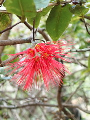 Metrosideros parkinsonii