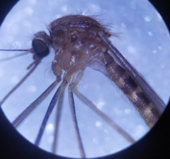 Culex pipiens