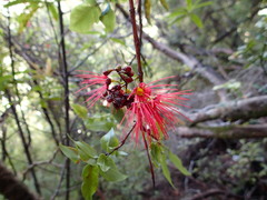 Metrosideros parkinsonii
