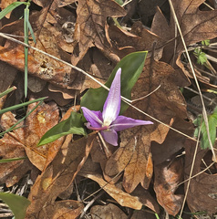 Erythronium hendersonii