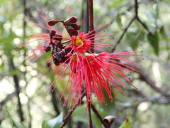 Metrosideros parkinsonii
